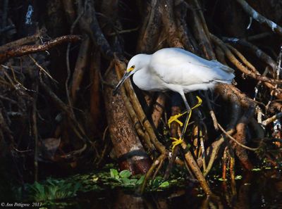 Snowy Egret