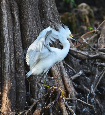 Snowy Egret