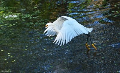 Snowy Egret