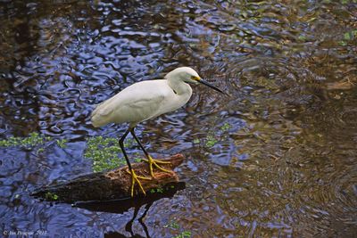 Snowy Egret