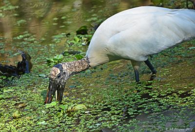 Wood Stork