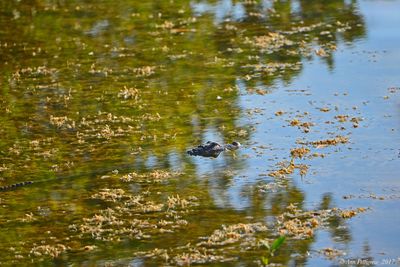 American Alligator