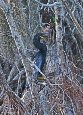 Anhinga