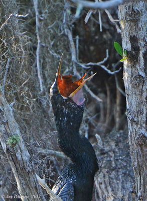 Anhinga