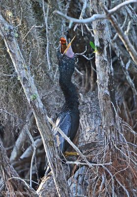 Anhinga