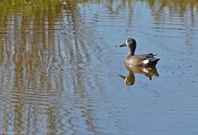 Blue-winged Teal