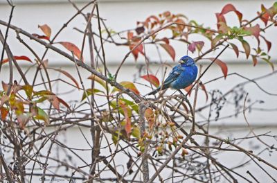 Indigo Bunting