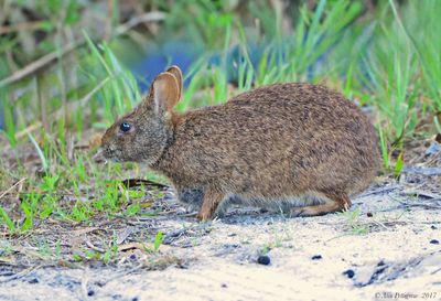 Marsh Rabbit