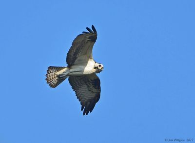 Osprey