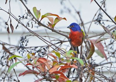 Painted Bunting