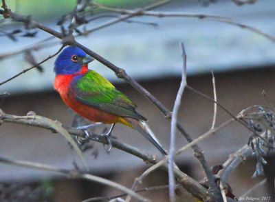 Grosbeaks, Buntings, and Seedeaters
