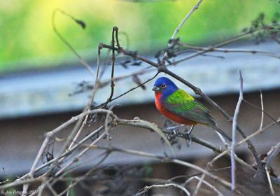 Painted Bunting