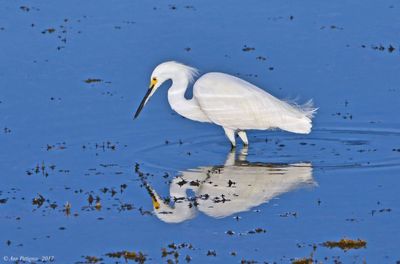 Snowy Egret
