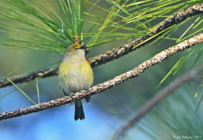 White-eyed Vireo