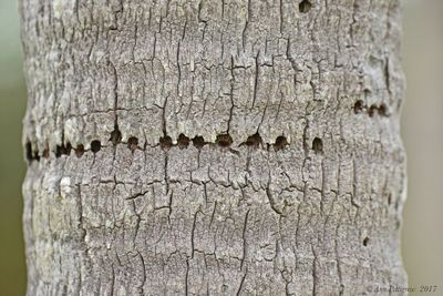 Sapsucker Holes