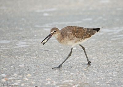 Willet