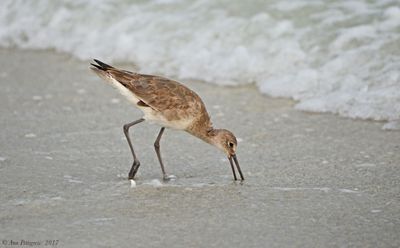 Willet