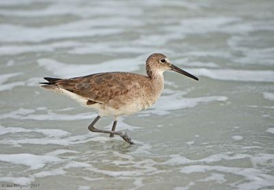 Willet