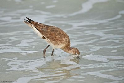 Willet