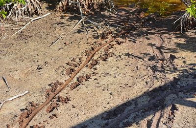 Alligator Tracks