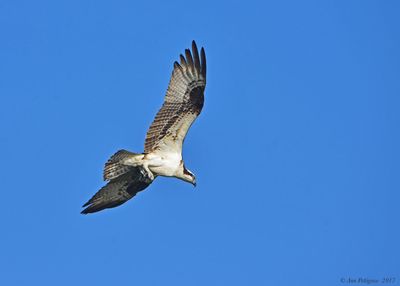 Osprey