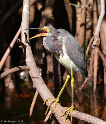 Tricolored Heron