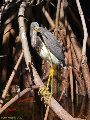 Tricolored Heron