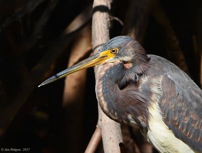 Tricolored Heron