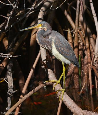 Tricolored Heron
