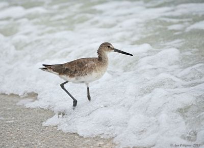 Shorebirds