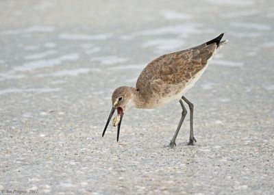 Willet