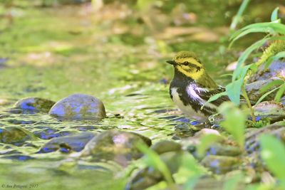  Black-throated Green Warbler