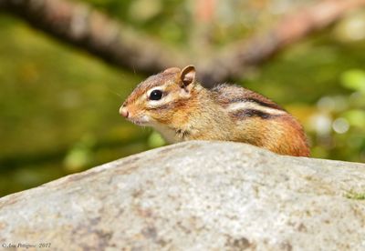 Eastern Chipmunk