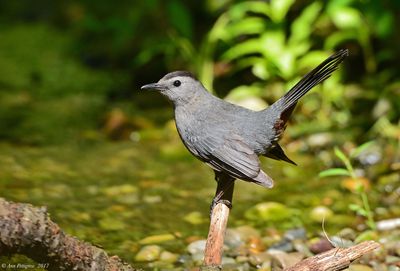 Gray Catbird