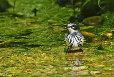 Yellow-rumped Warbler