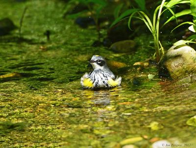 Yellow-rumped Warbler