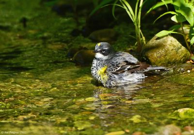 Yellow-rumped Warbler