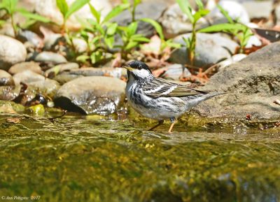 Blackpoll Warbler