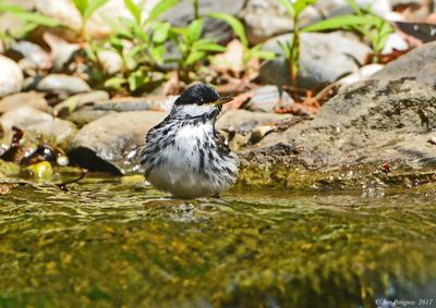 Blackpoll Warbler