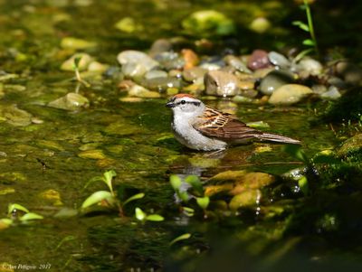 Chipping Sparrow