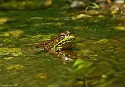 Green Frog