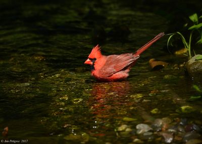 Tanagers and Cardinals