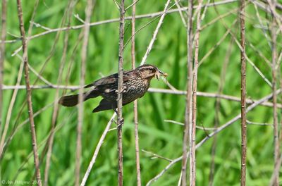 Red-winged Blackbird