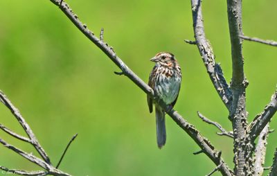 Towhees and Sparrows
