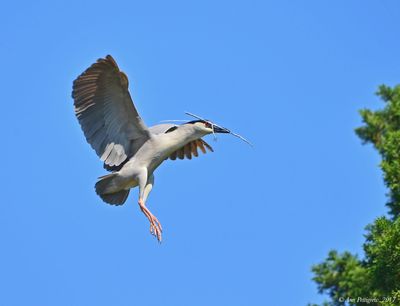  Black-crowned Night Heron