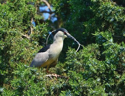  Black-crowned Night Heron