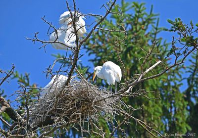 Great Egret