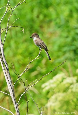 Eastern Phoebe