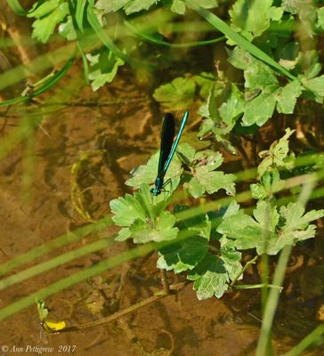 Damselflies & Spreadwings