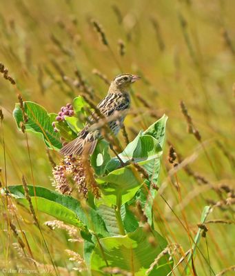 Bobolink